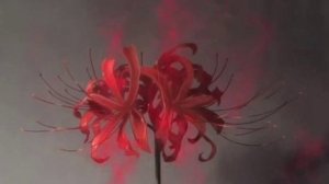 92flowers - чему здесь праздновать? 1 час