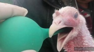 Синусит у индюков.