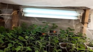 КОГДА МОЖНО ЧЕРЕНКОВАТЬ ХРИЗАНТЕМЫ? Декабрь 2020