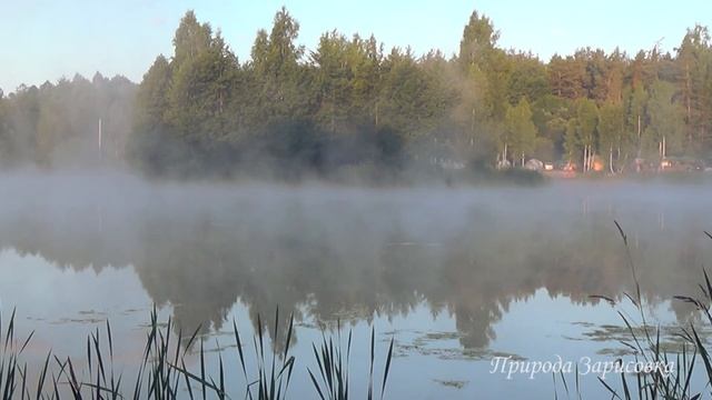 Птицы Поют на Рассвете | Утро на Пруду с Туманом и Звуками Природы ~☀️
