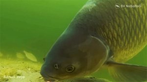 Рыба Белый амур