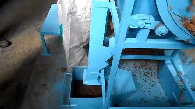 Вот так добывают кедровые орешки