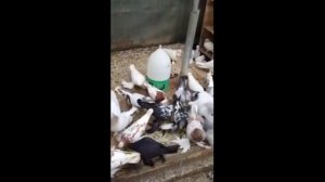 Боиные голуби в Германии . кормление голубей ( Albin Weber , Solms, Германия )