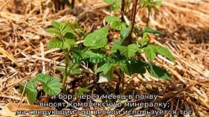 Подкормка ежевики весной