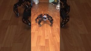 Hexapod. Шестиногий робот паук.