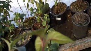 Фуксия условия зимовки и цветение.