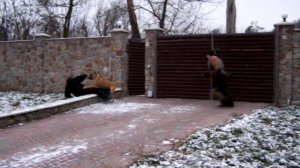 Кане корсо Риф. Охрана территории.