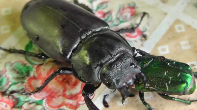 ЖУК ОЛЕНЬ Самка Lucanus barbarossa и Золотистая бронзовка