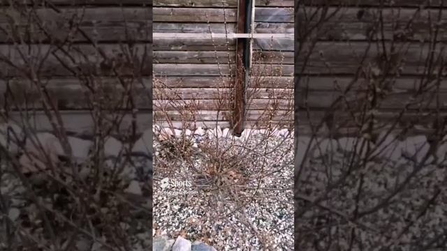 Шикарная Вишня Бессея!