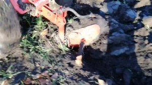 Осеннее запахивание сидератов мотоблоком Агат