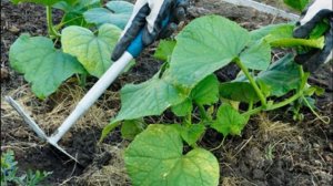 ОГУРЕЦ ЗОЗУЛЯ F1 - ПОПУЛЯРНЫЙ НЕПРИХОТЛИВЫЙ ДЛЯ ЗАКРЫТОГО И ОТКРЫТОГО ГРУНТА С ХОРОШИМ ИММУНИТЕТОМ