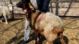 Гиссары+мериноланд что получается или наоборот