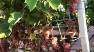 Обзор виноградника Вадима Жилина на 14.09.2020