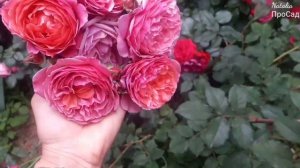 Роза La Duree ( Massad) Rose