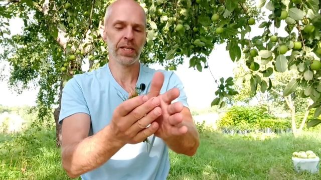 Обычный сорняк, сделал воду живой.ОВП из сырой травы