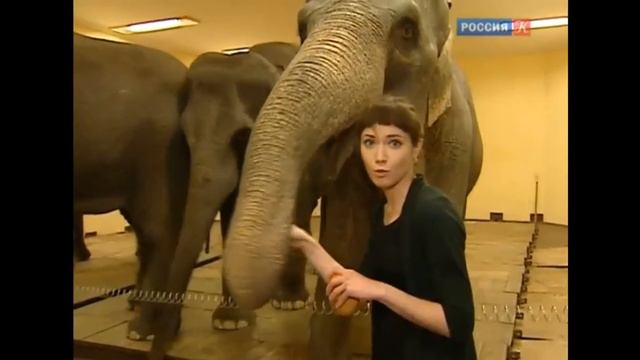 Представление "Браво" - Цирк Никулина