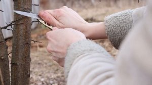 Дела в саду. Копулировка дикой яблони