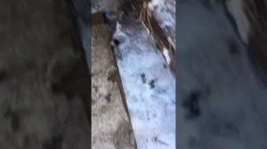 Замена втулок стабилизатора Марк 2 jzx 100