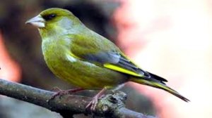 Пение птиц - Зеленушка