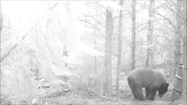 Медведи на приваде. Часть 2. Канада. смотреть онлайн