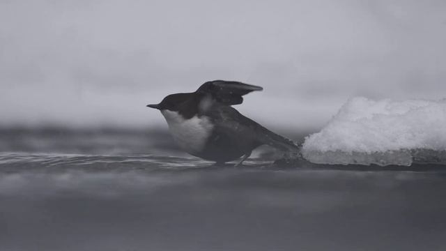 Оляпка. смотреть онлайн