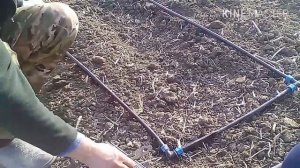 Капельный полив картофеля.