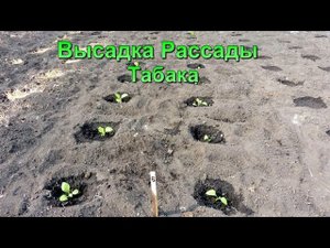 Высадка рассады Табака в открытый грунт.