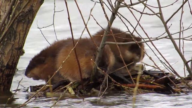 Движуха у ондатр смотреть онлайн
