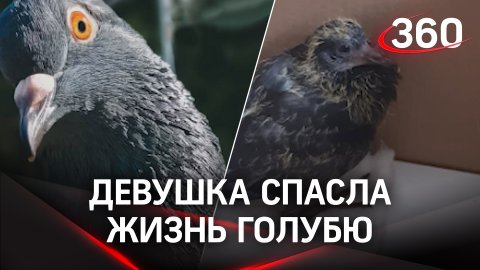Девушка спасла жизнь выпавшему из гнезда птенцу голубя