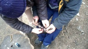 Ещё одно видео кастрации поросёнка.Another video piglet castration.