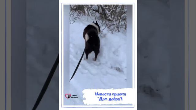 Прогулка с Пирожком из приюта «Дом добра»