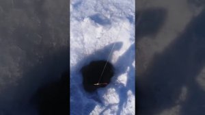 Зимняя рыбалка река урми. Д. В.