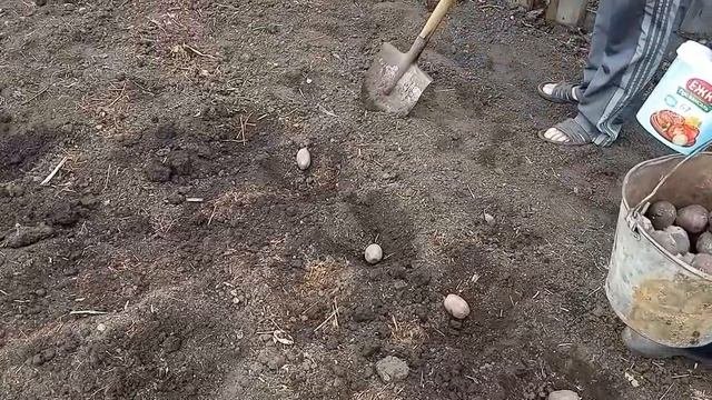 Садим картошку+фасоль+горох+бобы