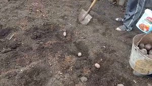Садим картошку+фасоль+горох+бобы