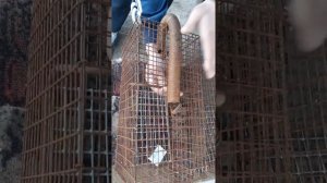 Живоловушка