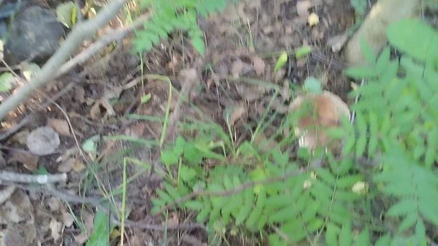 1 крибник 2 гриба смотреть онлайн