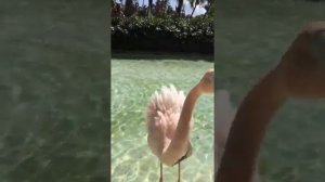 Танец розового фламинго . Обучаем танцевать .