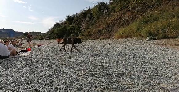 Новороссийск. Большая собака на пляже. Канал Тутси Влог.