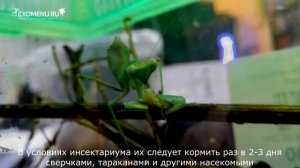 Богомол ест. Трапеза африканского богомола [Sphodromantis viridis]