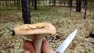 Грузди хантыйские. Сбор и обработка.