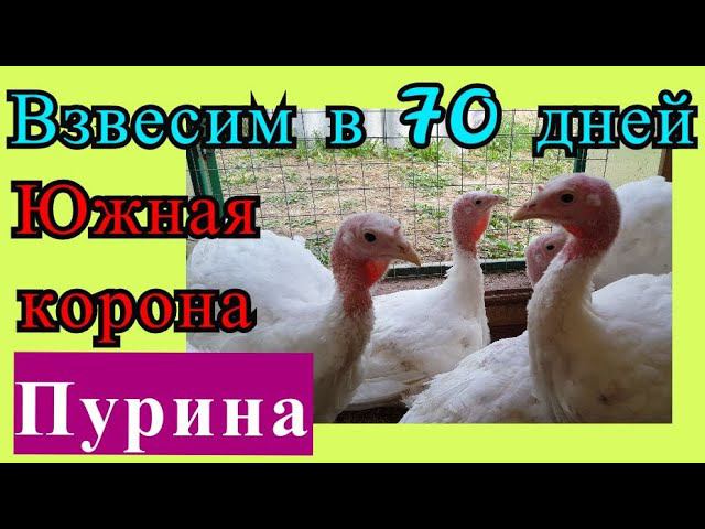 Индейка 70 суток. Хайбрид-Конвертер и БИГ - 6. Южная корона и Пурина. Веса и выгульное содержание