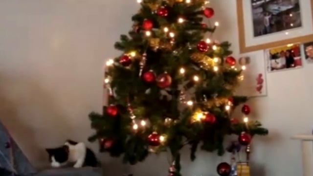 Кошки и ёлки. Коты против новогодних ёлок. Как их защитить друг от друга.