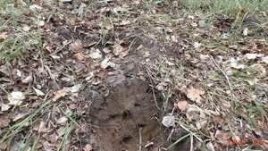 Сравнительный тест Nokta Makro Simplex plus VS Minelab X-terra 705