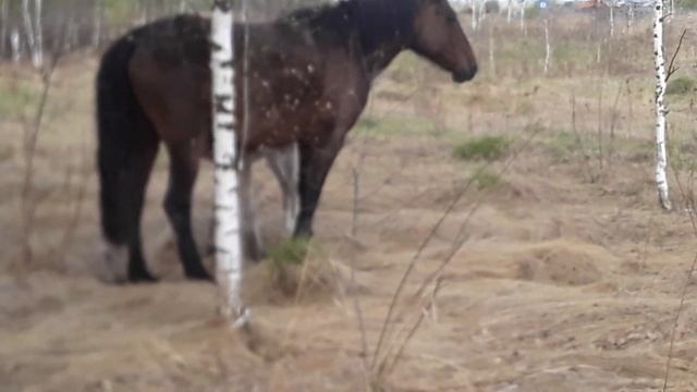 Новорожденный жеребёнок. Забрал кобылу с жеребчиком с табуна смотреть онлайн