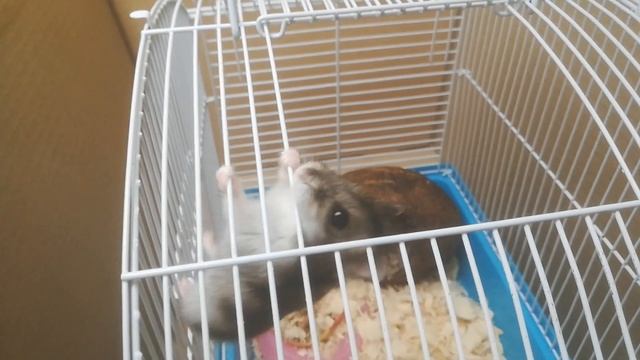 ХОМЯКИ АКРОБАТЫ. Спасение Снежинки. смотреть онлайн