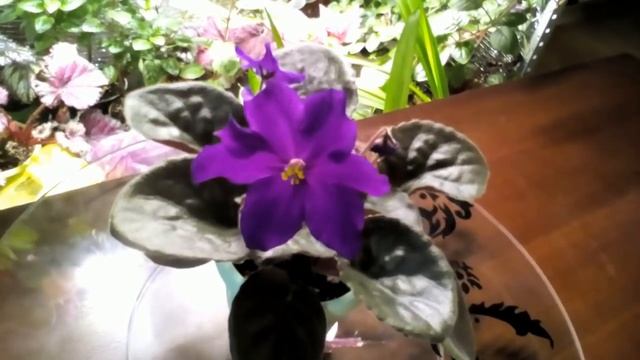 Фиалки. Просто бомба. Советую приобрести. смотреть онлайн