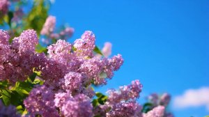 Сирень и Бабочки. Легенда Футаж 4К | Футажи красивая природа 4K