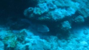 Puffer Fish, Dhaalu Atoll, Maldives