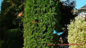 Туя западная Фастигиата (thuja occidentalis fastigiata) ? обзор: как сажать, саженцы туи Фастигиата