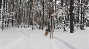 Чешский влчак в сказочном лесу.